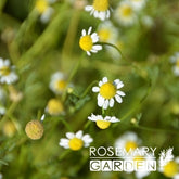 Organic Chamomile German essential oil
